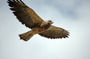 Hawk, Swainson's, 2006-08113218 Alamosa area, Colorado